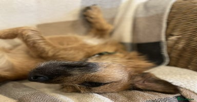 Jack Russell dogs - Advert 5