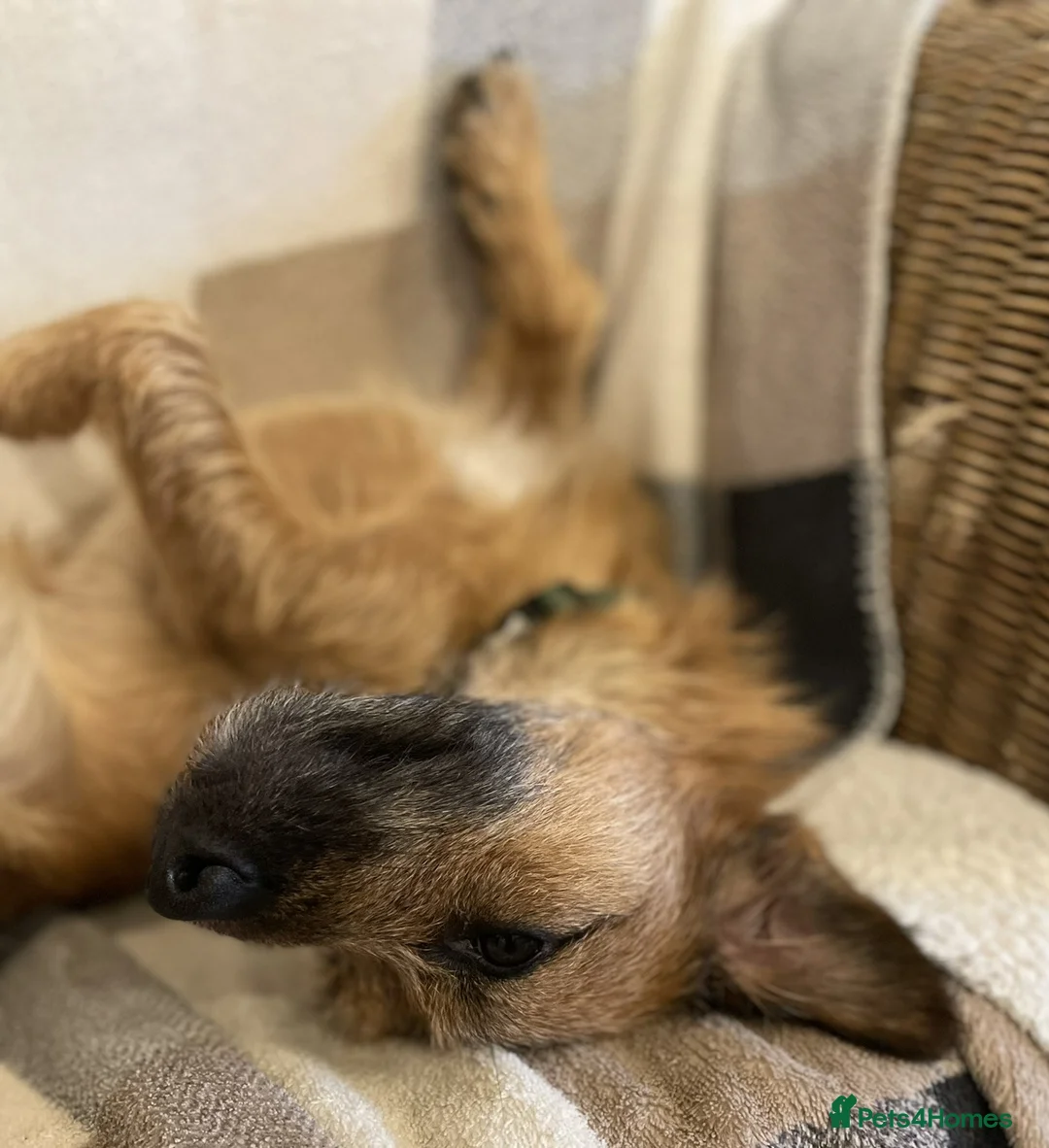 Jack Russell dogs for stud: Jack Russell for stud - Advert 7