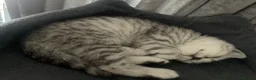 British Shorthair cats for sale: Tabby/spotted BSH kittens - Advert 8
