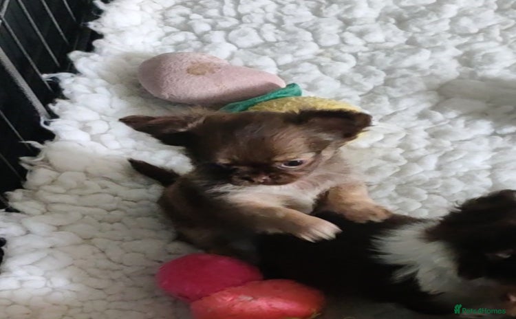 Chihuahua dogs - Advert 15
