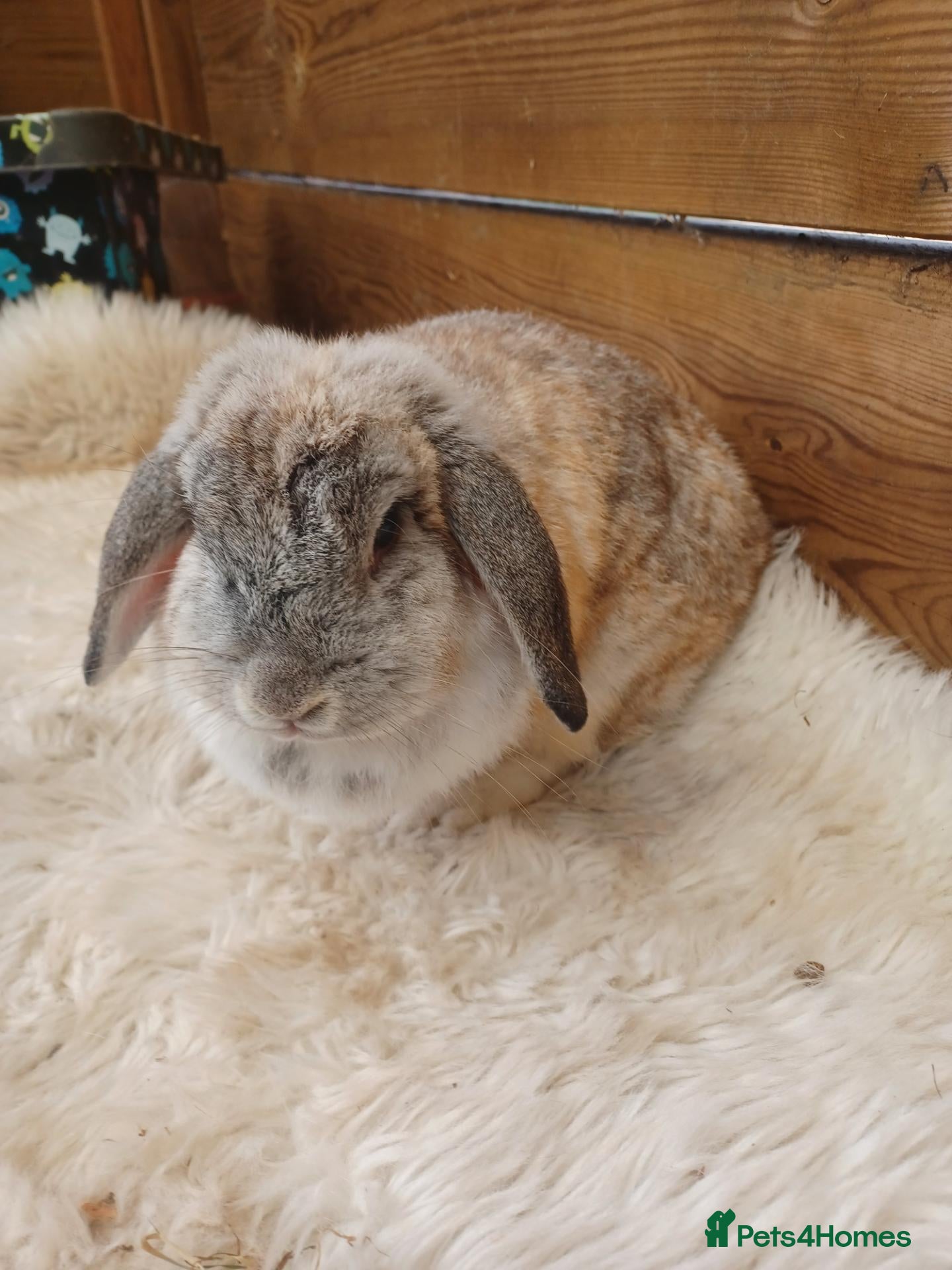 English Lop rabbits Lop doe Stoke on trent  - Advert 1