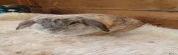 English Lop rabbits for sale: Lop doe Stoke on trent  - Advert 1