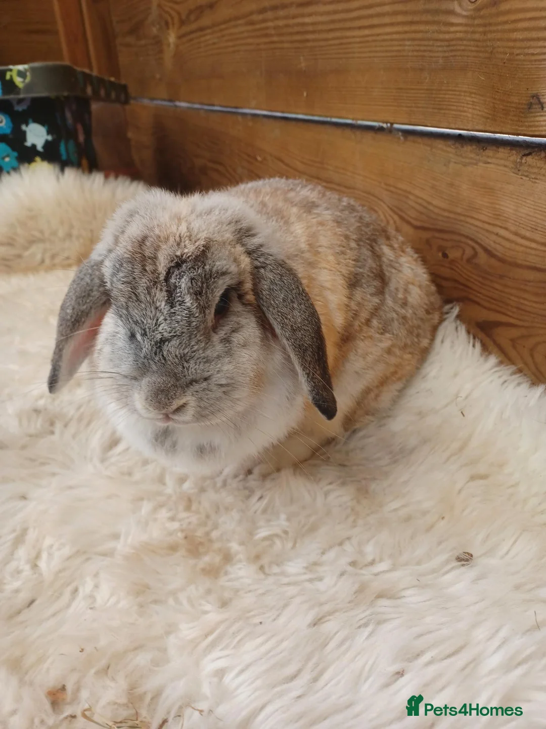 English Lop rabbits for sale: Lop doe Stoke on trent  - Advert 1
