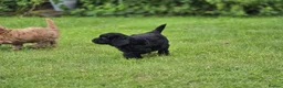 Cockapoo dogs for sale: Cockapoo Pups - Fully Health Tested and vaccinated in Wigton - Advert 25