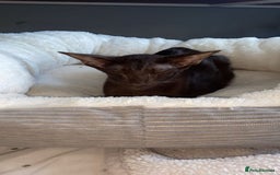 Oriental cats for sale: GCCF Oriental Shorthair Neutered Female For Sale - Image 2