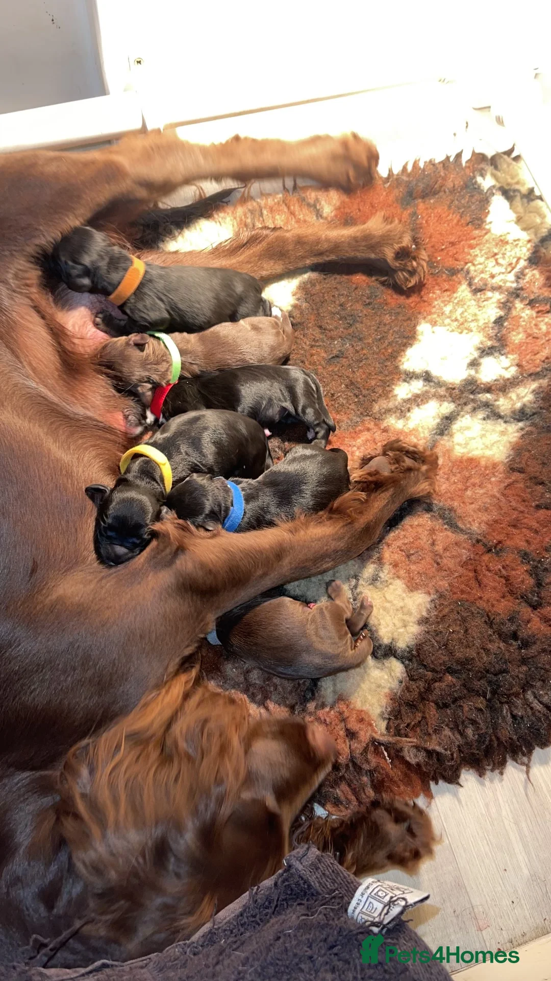 Cocker Spaniel dogs for stud: Fully health tested working Cocker Spaniel at Stud in Ipswich - Advert 13