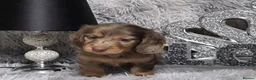 Miniature Dachshund dogs for sale: Beautiful Miniature Dachshund Puppies Available in Eastbourne - Advert 2