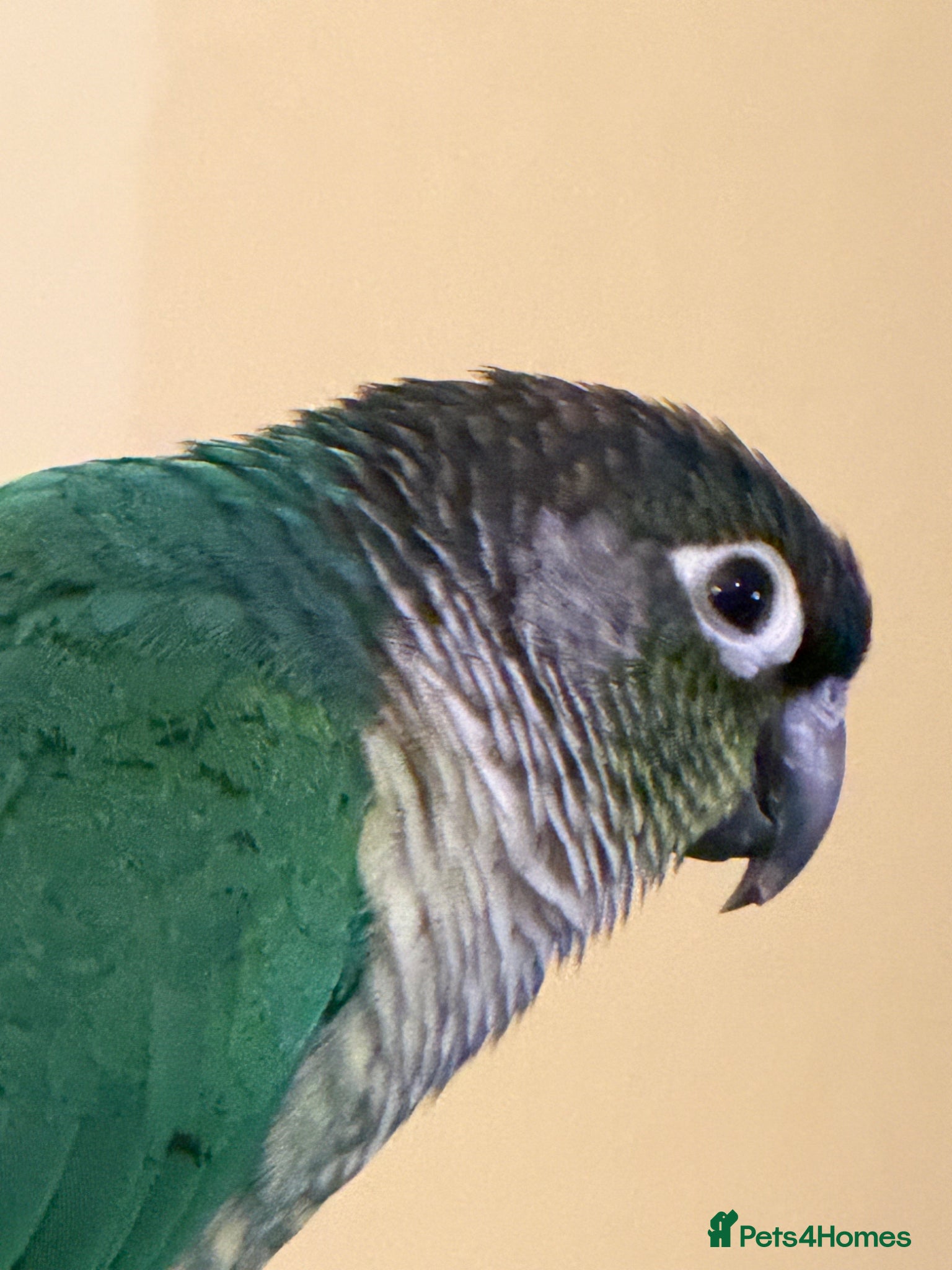 Conures birds Green cheek conure (Torquise)  - Advert 8