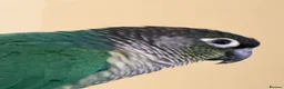 Conures birds for sale: Green cheek conure (Torquise)  in Stroud - Advert 1