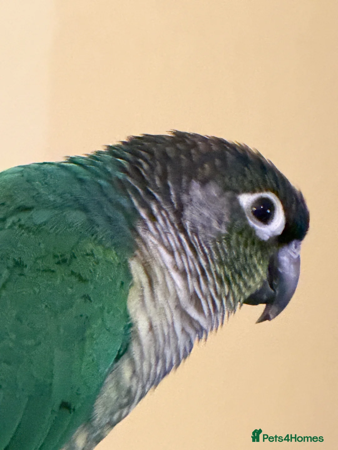 Conures birds for sale: Green cheek conure (Torquise)  in Stroud - Advert 1