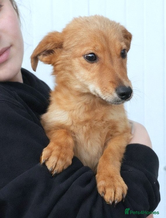 Mixed Breed dogs 💖 Mila – a delicate soul in need of love 💖 - Advert 1