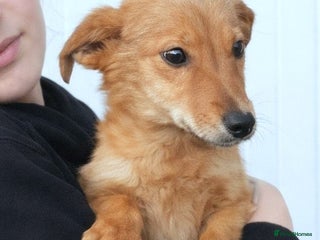 Mixed Breed dogs 💖 Mila – a delicate soul in need of love 💖 - Advert 1