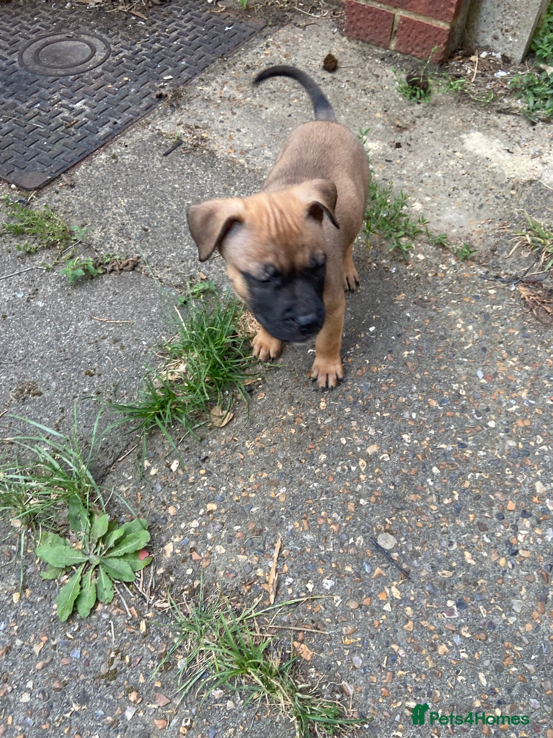 Mixed Breed dogs for sale: Mum and puppy for sale - Image 6