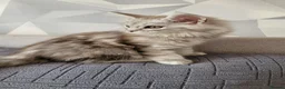 Maine Coon cats for sale: Tica registered maine coon kittens  - Advert 9