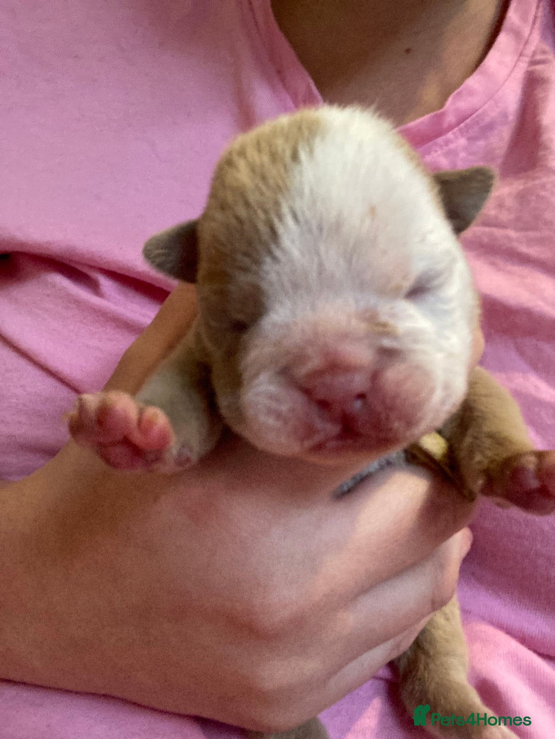 English Bulldog dogs for sale: Litter of 8  - Image 11