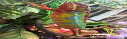 Chameleon reptiles for sale: Male Ambilobe panther chameleon and full set up. - Advert 4