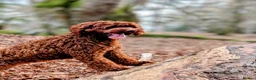Australian Labradoodle dogs for sale: Beautiful Australian Labradoodle Puppies  in Inverness - Advert 2