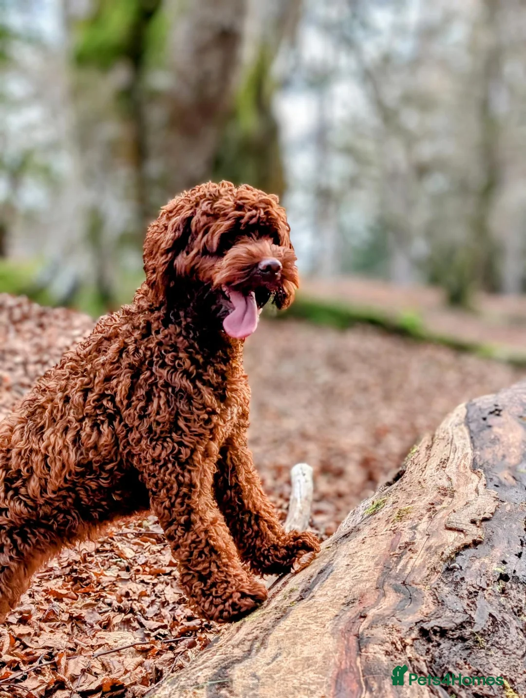 Australian Labradoodle dogs for sale: Beautiful Australian Labradoodle Puppies  in Inverness - Advert 2