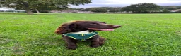 Sprocker dogs for stud: Stunning Cocker Spaniel X available for Stud  - Advert 21