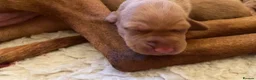 Hungarian Vizsla dogs for sale: KC Reg HV Pups, COI 1.3% ,Hip Scored For Sale in Peterlee - Advert 4