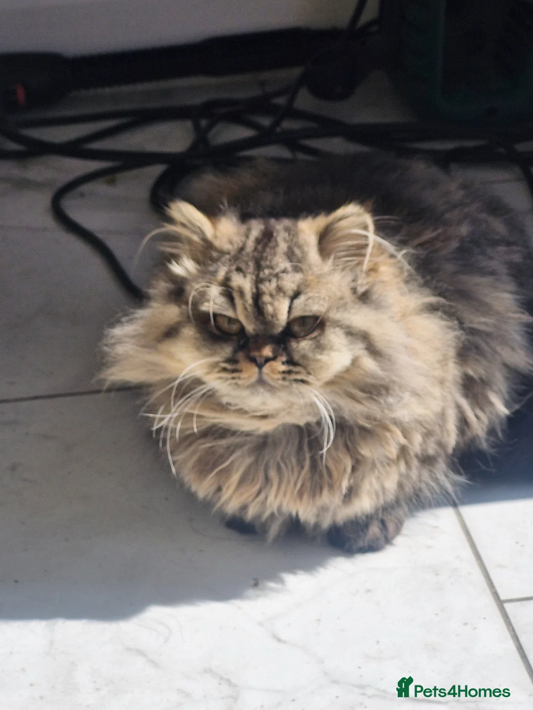 Persian cats for sale: Beautiful Persian girl - Advert 1