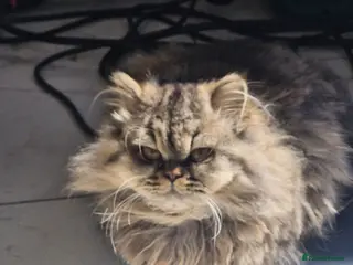 Persian cats Beautiful Persian girl - Advert 1