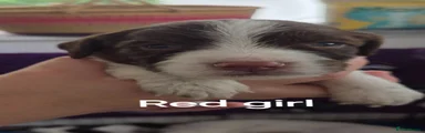 Sprocker 6