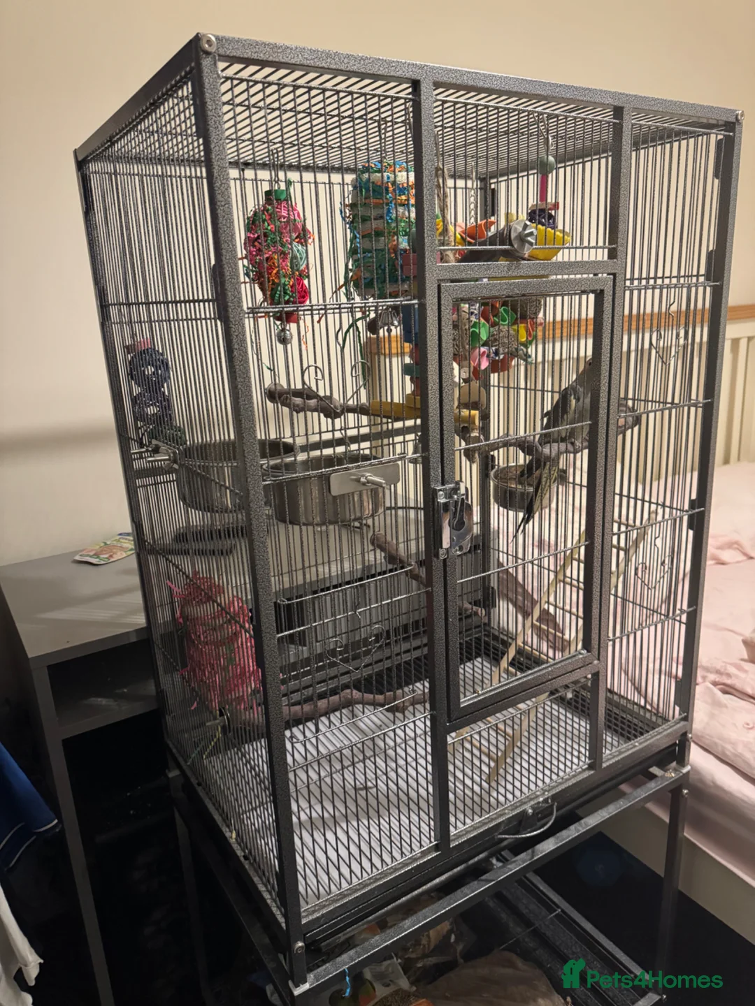 Cockatiels birds for sale: Beautiful 18 Month Old Cockatiel and Setup - Advert 8