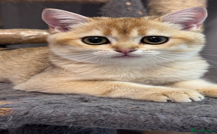 British Shorthair cats in Basildon - Advert 1