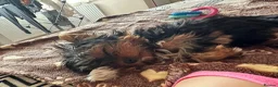 Yorkshire Terrier dogs for stud: Beautiful Yorkshire Terrier Stud Available - Advert 15