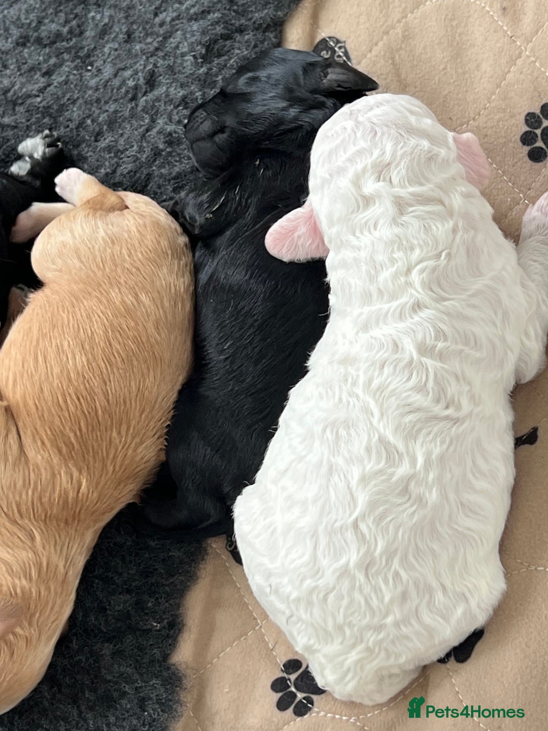 Cavapoo dogs for sale: F1B OUTSTANDING RARE RAINBOW 🌈 BABIES (Cavapoo)  - Image 21