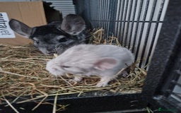Chinchilla rodents for sale: 2 x female chinchillas - Image 3