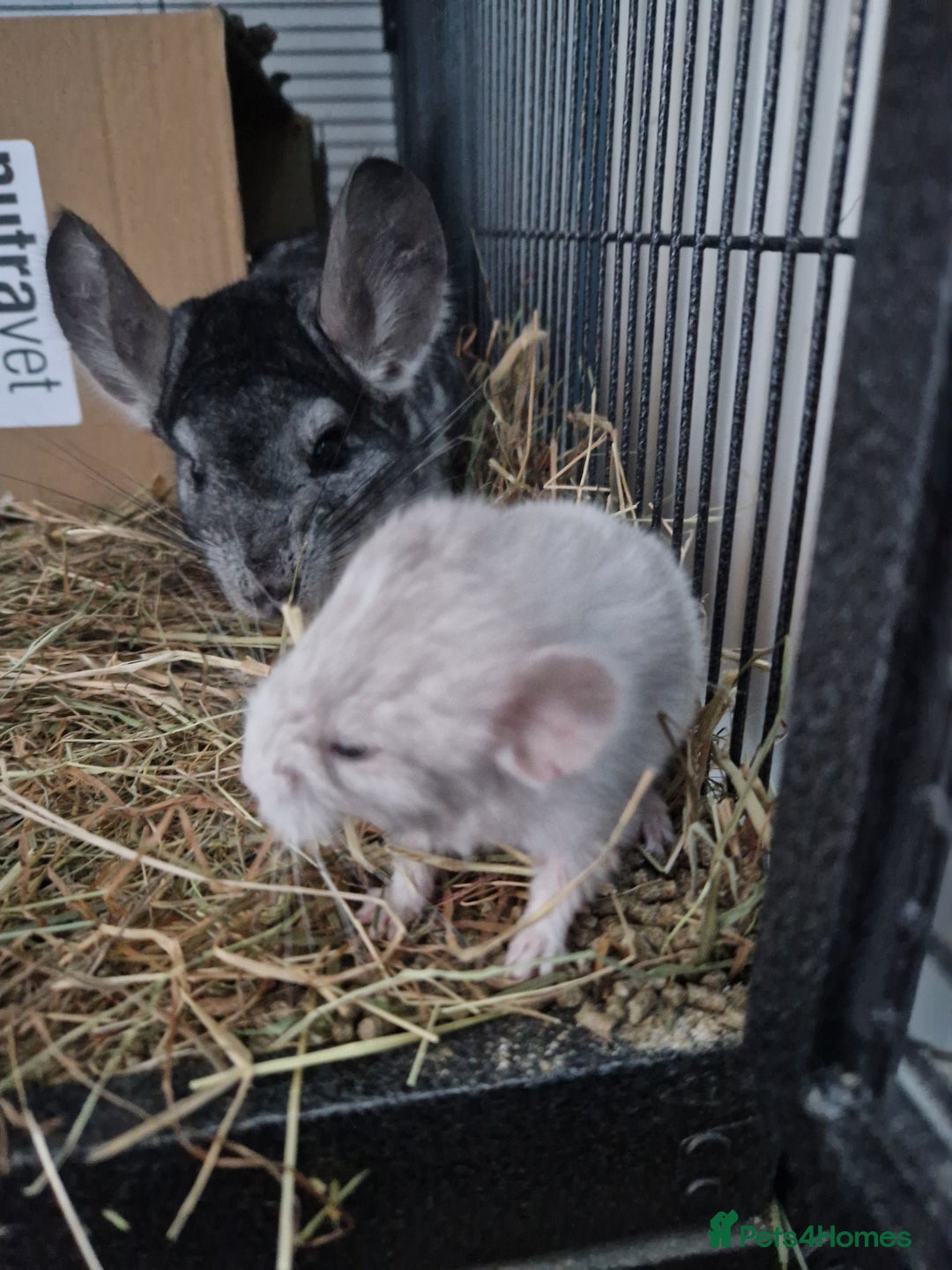 Chinchilla rodents for sale: 2 x female chinchillas - Image 3