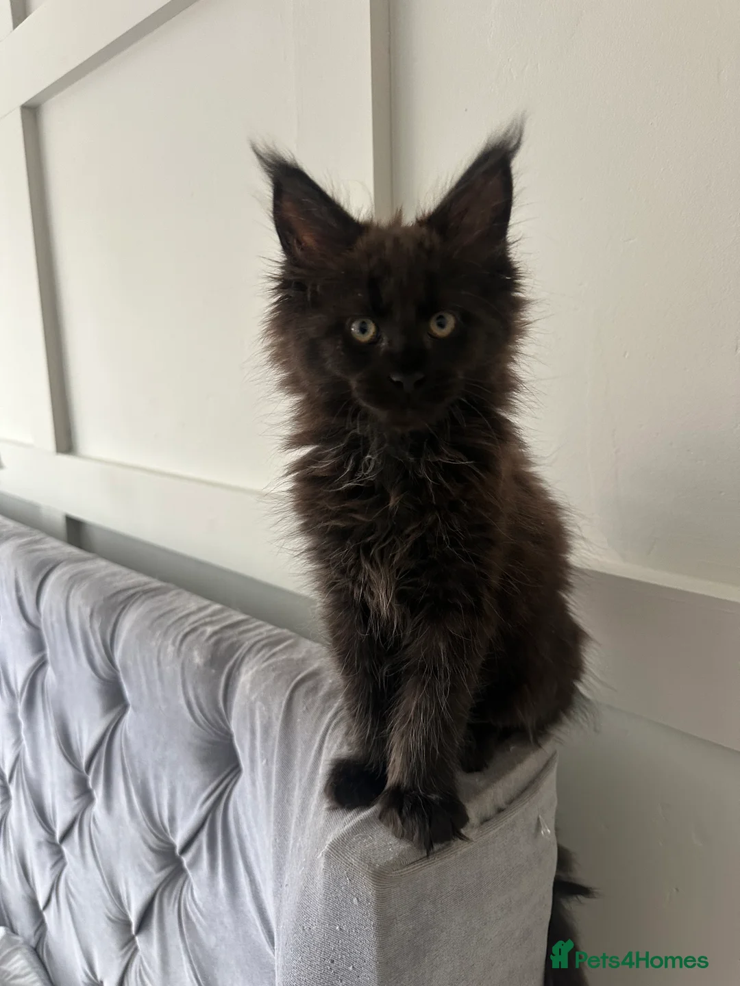 Maine Coon cats for sale: Maincoon kitten - Advert 6