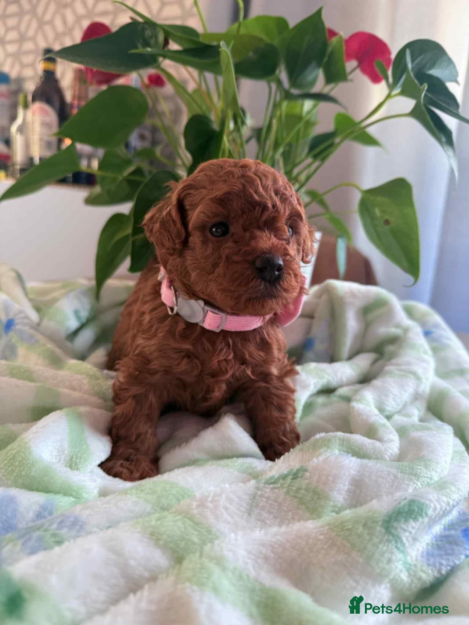 Maltipoo dogs Red mini maltipoo F1b puppies 😍💙💓 - Advert 11