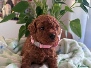 Maltipoo dogs Red mini maltipoo F1b puppies 😍💙💓 - Advert 11