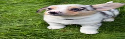 Welsh Corgi Cardigan dogs for sale: 🐶 3 pups left 🐶 Cardigan Corgi puppies 🐾 - Advert 8