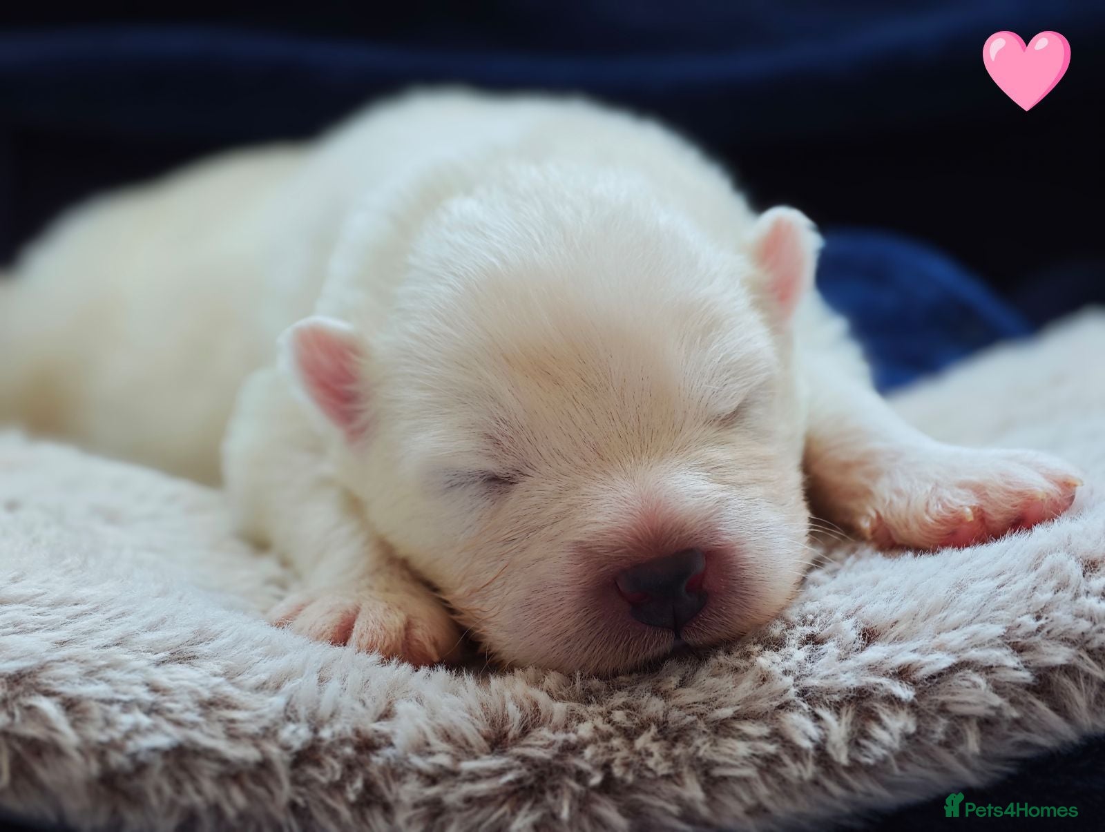 Samoyed dogs Exceptional pedigree puppies. - Advert 1