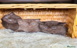 British Shorthair cats for sale: READY NOW GCCF REG CHUNKY CHOCOLATE  BS KITTENS  - Image 3
