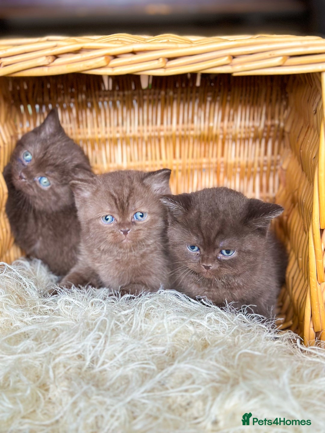British Shorthair cats for sale: READY NOW GCCF REG CHUNKY CHOCOLATE  BS KITTENS  - Image 3