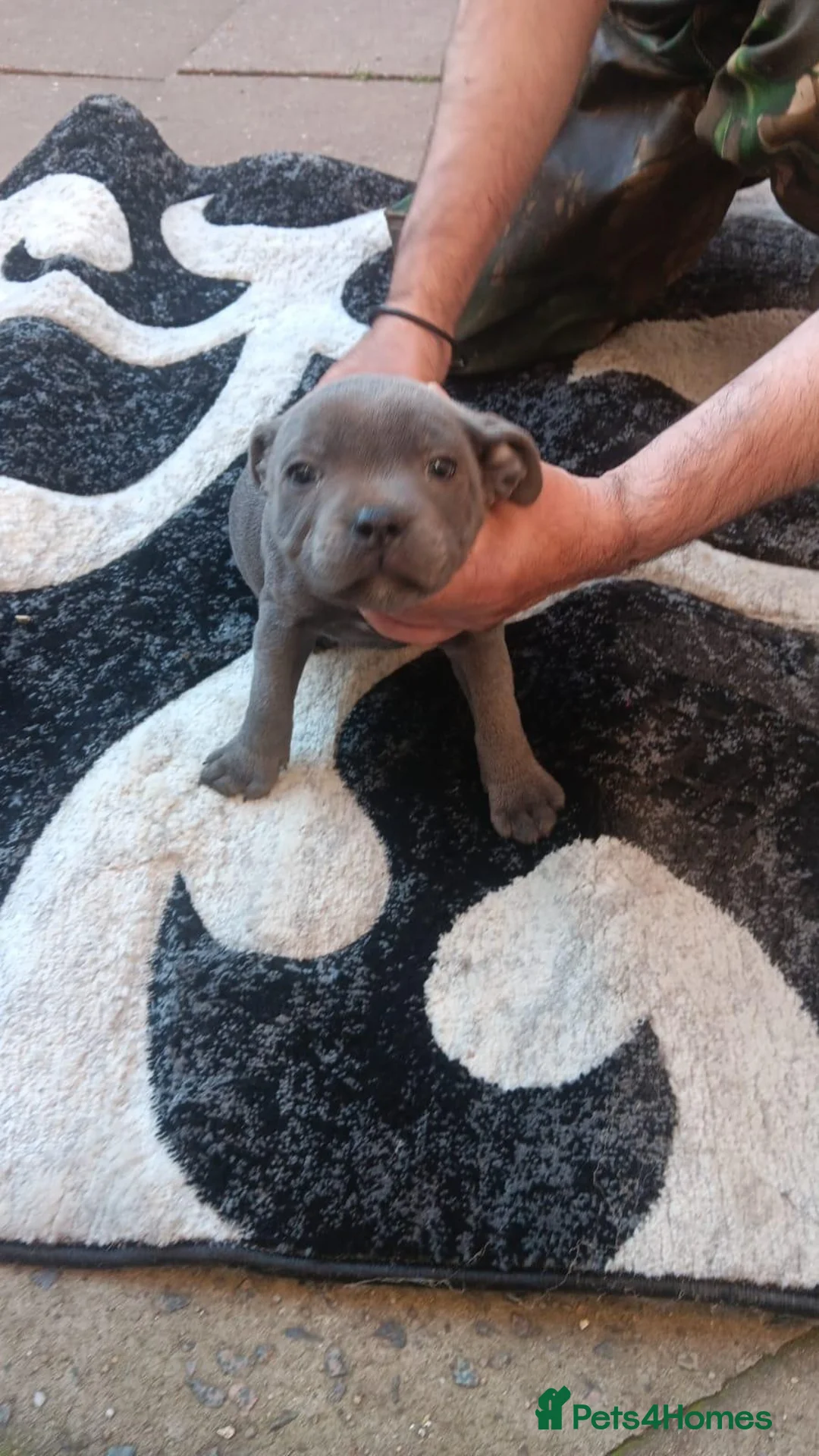 Staffordshire Bull Terrier dogs for sale: Staffie - Advert 2