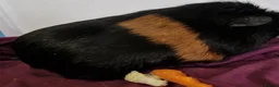 Guinea Pig rodents for sale: Smooth coat american for forever home - Advert 12