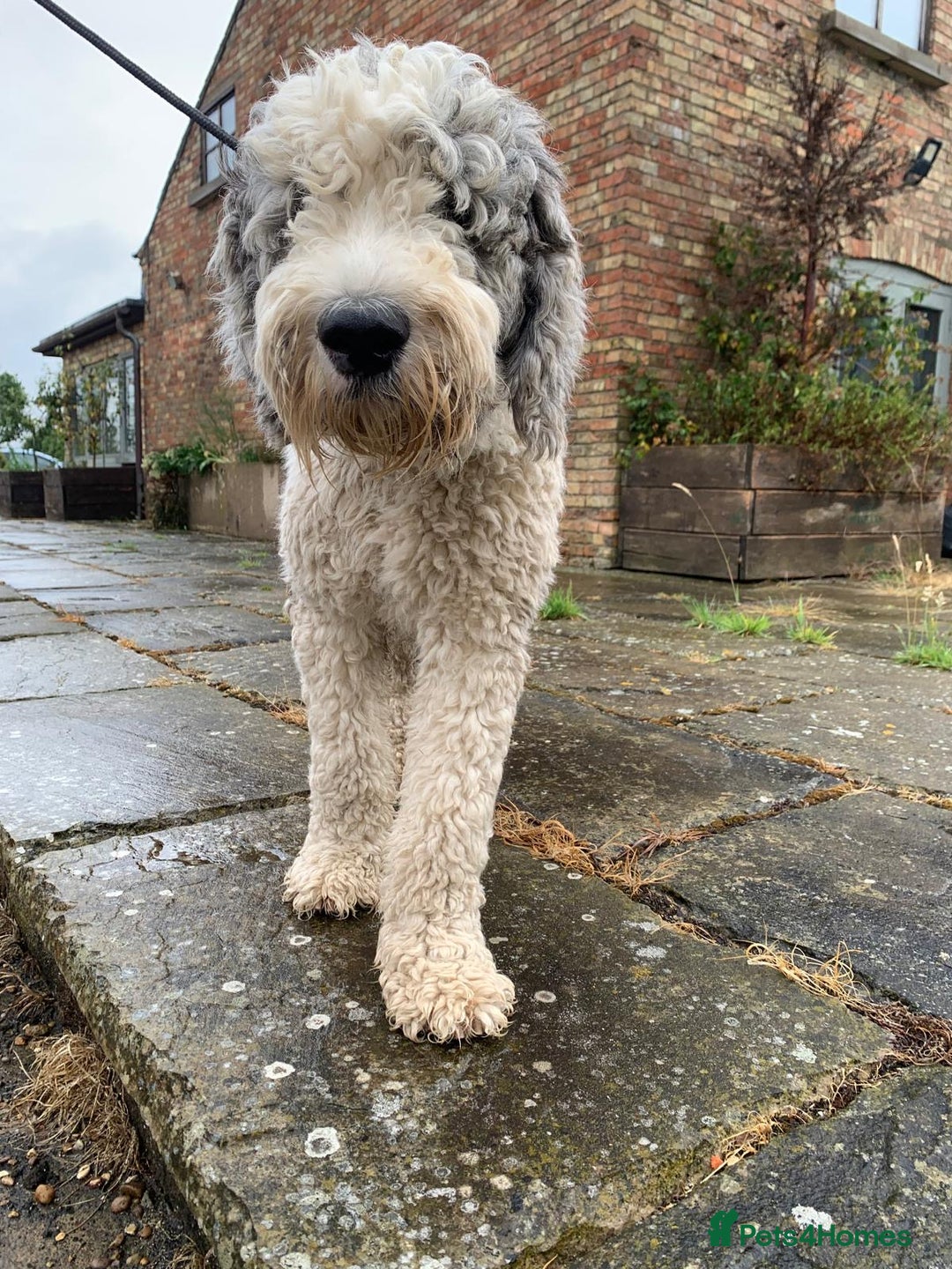 Sheepadoodle dogs for sale: Sheepadoodle Standard Size F1b puppies - Image 12
