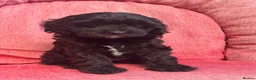 Cavapoo dogs for sale: Gorgeous F1 Cavapoo puppies - Advert 3