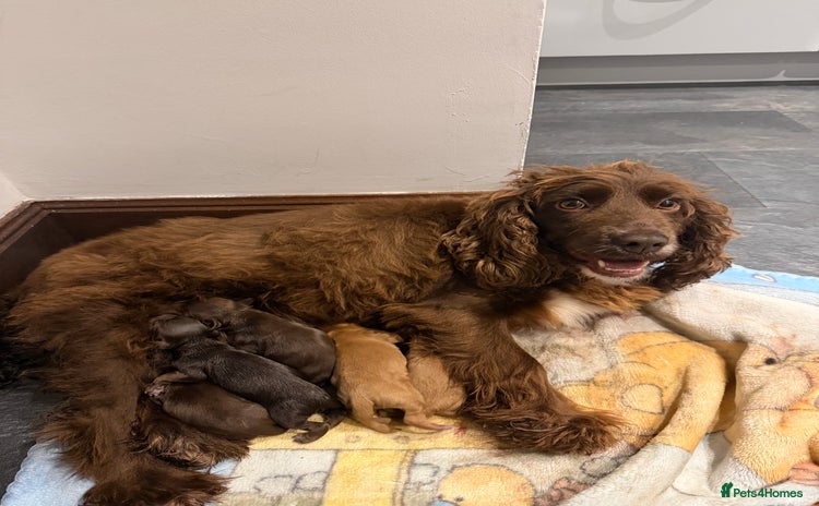 Cocker Spaniel dogs - Advert 2