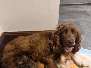 Cocker Spaniel dogs - Advert 1