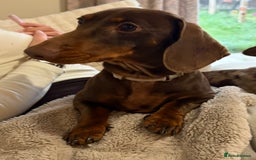 Miniature Dachshund dogs for sale: Female Choc & Tan Miniature Dachshund - Image 2
