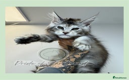 Maine Coon cats for sale: Russian Import Maine Coon Kittens  - Image 2