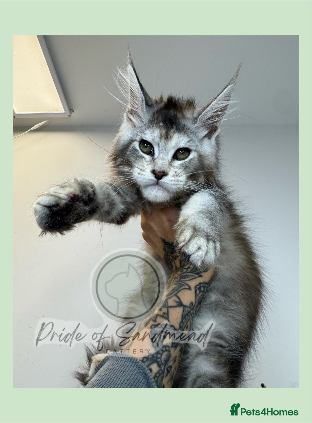 Maine Coon cats for sale: Russian Import Maine Coon Kittens  - Image 2