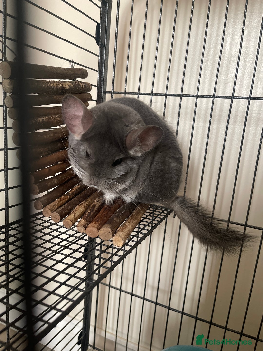Chinchilla rabbits for sale: Long fur chinchilla  - Image 1